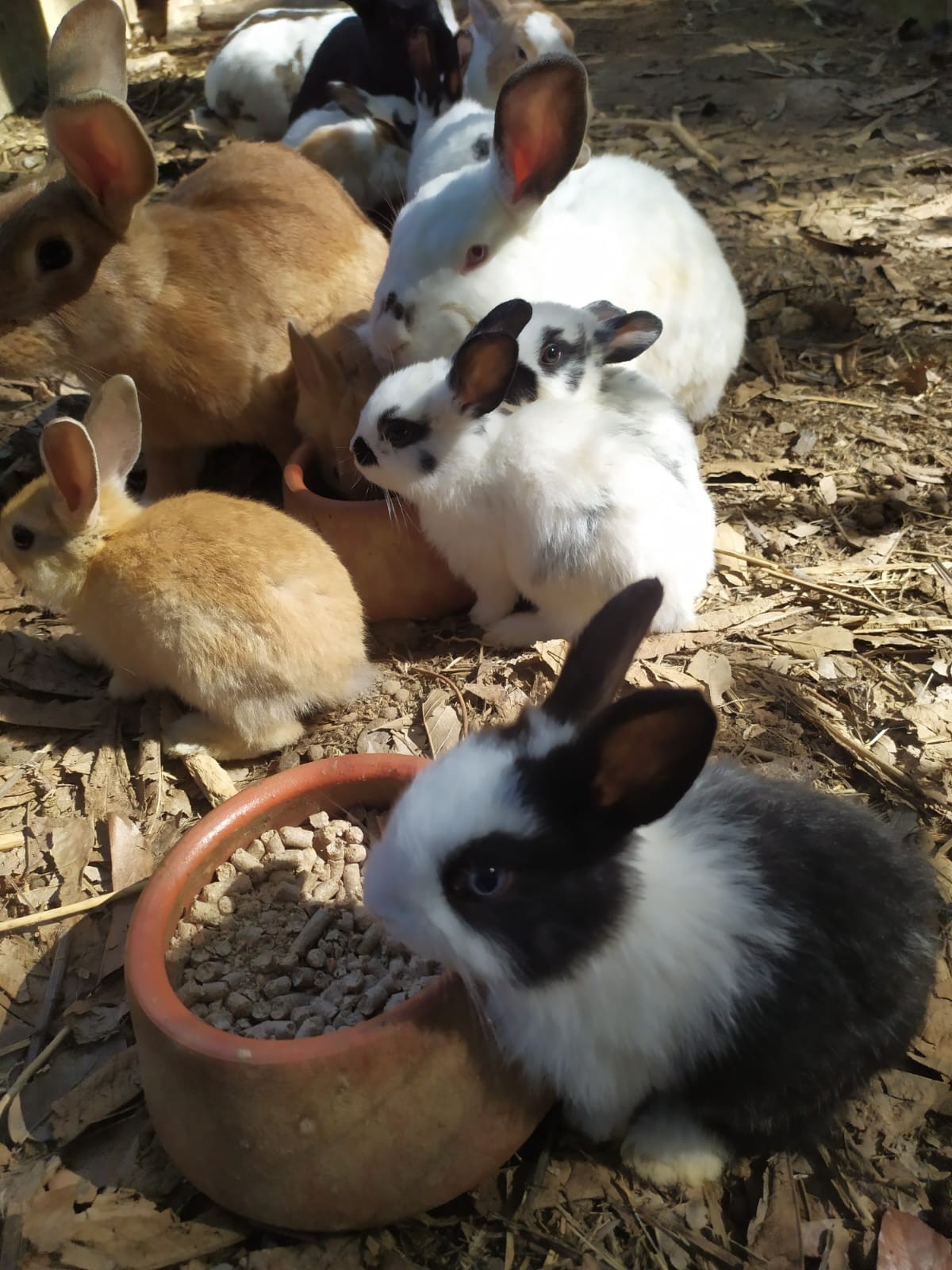 Coelhos da mini fazenda