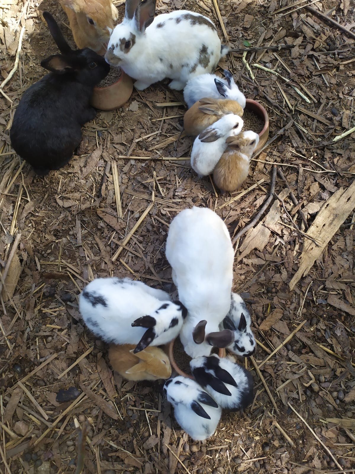 Contato com os animais no Sítio do Jota